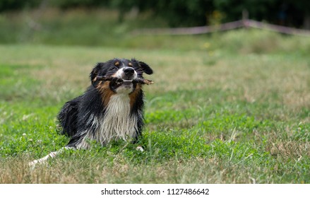 Shepherd S Dogs Images Stock Photos Vectors Shutterstock