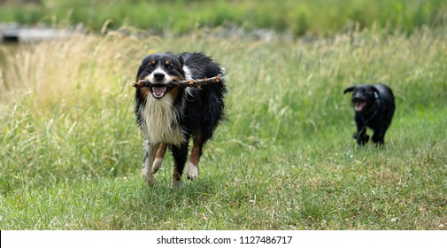 Australian Shepherd dog holding a stick in it's mouth.