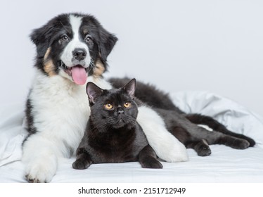 Australian shepherd dog hugging black cat on a bed at home