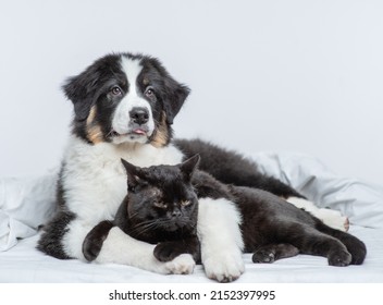 Australian Shepherd Dog Hugging Black Cat On A Bed At Home