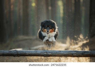 An Australian Shepherd dog hurdles over a log, captured in mid-flight with a pine forest behind it.  - Powered by Shutterstock