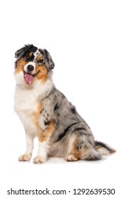 Australian Shepherd Dog Isolated On White Background