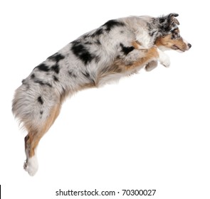 Australian Shepherd dog jumping, 7 months old, in front of white background