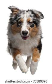 Australian Shepherd dog jumping, 7 months old, in front of white background