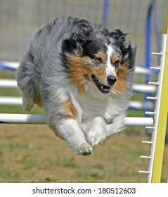 Australian Shepherd Dog Jumping Over Agility Fence