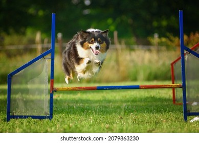 Australian Shepherd Dog Jumping Over Agility Fence