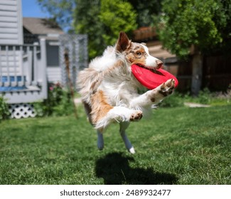 Australian Shepherd Dog Jumping for Red Frisbee in Backyard on Sunny Day