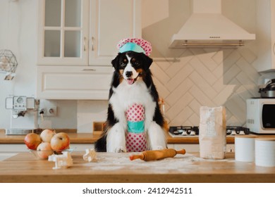 Australian Shepherd dog in the kitchen preparing pies with flour. Adorable dog - Powered by Shutterstock