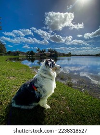 Australian shepherd dog at the lake - Shutterstock ID 2238318527
