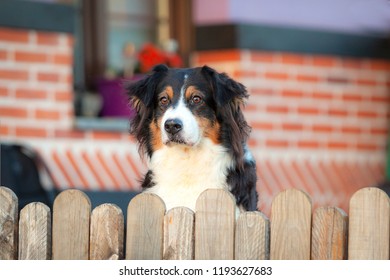 Australian Shepherd Dog Leaning On The Fence