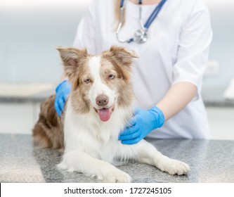 Australian Shepherd Dog Lies In Vet Clinic