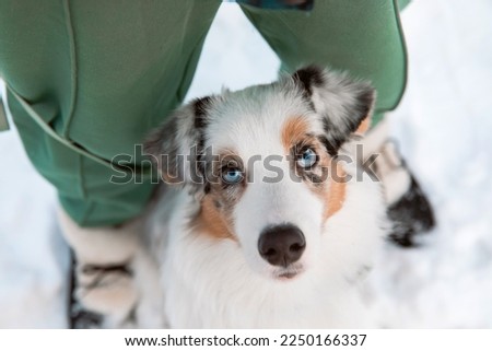 Australian Shepherd dog looking up. Dog with owner during winter walk. Top view dog and humans feet on snow. Blue eyes dog.