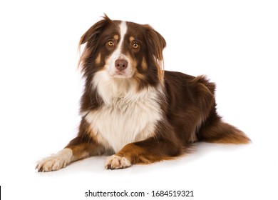 Australian shepherd dog lying isolated on white background and looking to the camera