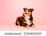 Australian Shepherd dog on a pink background - a captivating stock photo showcasing the vibrant personality and striking appearance of this energetic and intelligent breed. 