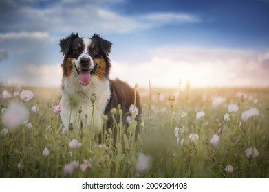 Australian shepherd dog on the some summer photography. 