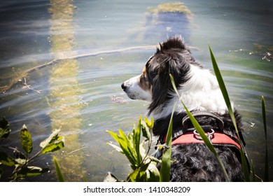 Australian shepherd dog on walk - Shutterstock ID 1410348209