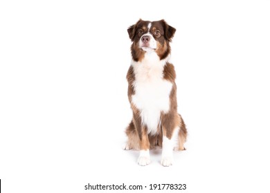 Australian Shepherd Dog On White Background