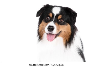 Australian Shepherd Dog On White Background