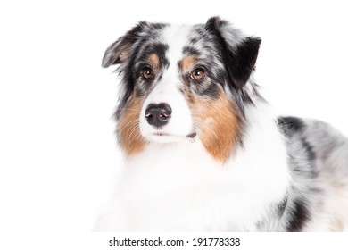 Australian Shepherd Dog On White Background