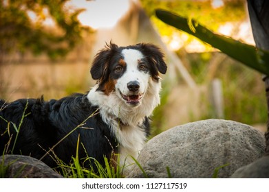 Australian Shepherd Dog Outdoor Portrait In Yard With Fence