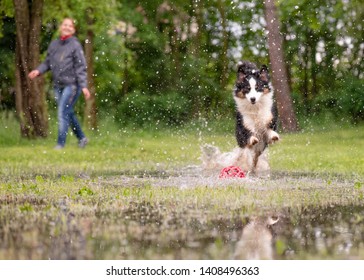 Australian Shepherd Dog With Owner Playing On Green Grass At Park. Happy Woman And Wet Aussie Run On Watery Meadow After Rain, Water Sprinkles. Selective Focus On Toy.