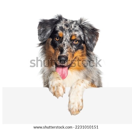 Australian Shepherd dog Panting mouth open with dangling paws over a blank white panel, looking at the camera Foto d'archivio © 