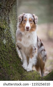 Australian Shepherd Dog Photography In Nature