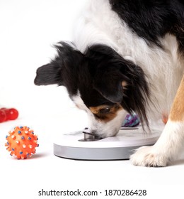 Australian Shepherd Dog Playing With A Food Dispenser