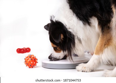 Australian Shepherd Dog Playing With A Food Dispenser