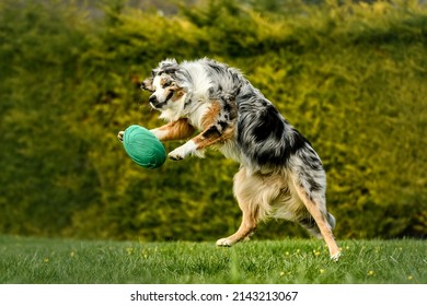 Australian Shepherd Dog Is Playing In A Parc