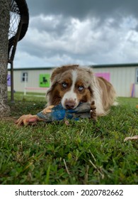 Australian Shepherd Dog Playing With Squeaky Toy Chicken Outside In Green Grass With Ominous Sky In Background 