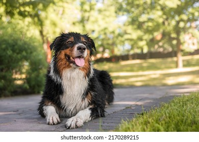 Australian Shepherd Dog. Popular Dog Outdoor. Aussie Dog Breed