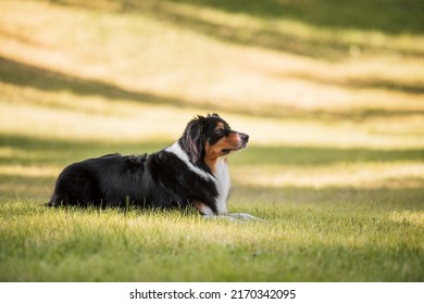 Australian Shepherd Dog. Popular Dog Outdoor. Aussie Dog Breed