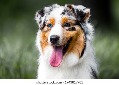 Australian Shepherd dog portrait outdoors