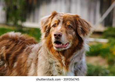 Australian Shepherd Dog Portrait In Yard With Wood Fence