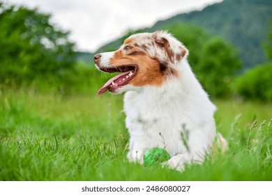 An Australian Shepherd dog of red merle color lies in the green grass in the spring forest against the backdrop of the mountains. - Powered by Shutterstock