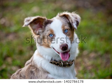 Australian Shepherd Dog, Red Merle Puppy outdoors in grass, Bright Blue Eyes, happy pet puppy portrait one ear up one ear down