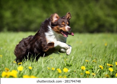 Australian Shepherd Dog Running In The Grass