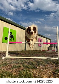 Australian Shepherd Dog Running And Jumping Agility Course At Canine Enrichment Training Facility 