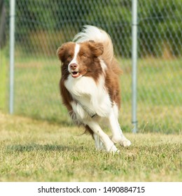 A Australian Shepherd Dog Is Running On A Green Meadow In A Dog Zone Or Dog School.