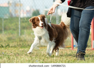 A Australian Shepherd Dog Is Running On A Green Meadow In A Dog Zone Or Dog School.