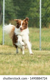 A Australian Shepherd Dog Is Running On A Green Meadow In A Dog Zone Or Dog School.