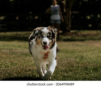 Australian Shepherd dog running and playing - Shutterstock ID 2064998489