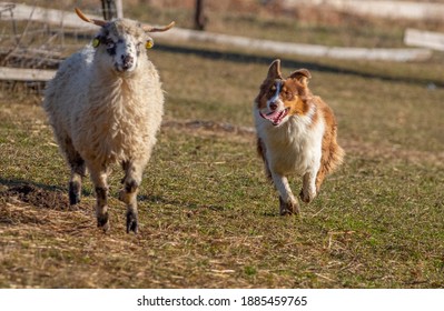 Australian Shepherd Dog And Sheep On A Farm - Dog Is Grazing - Herding The Sheep