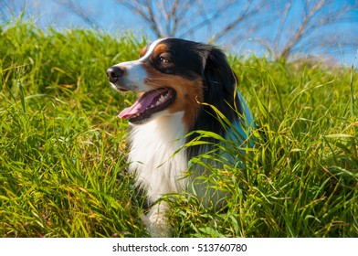 Australian Shepherd Dog Sitting In Grass 