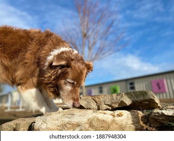 Australian Shepherd, Dog Sniffing Outside On A Sunny Day, Canine Enrichment 