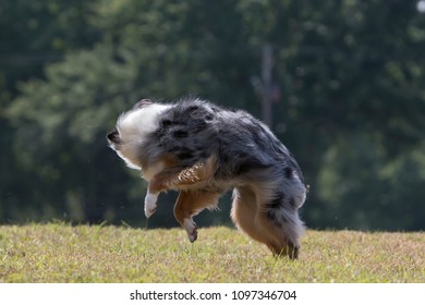 Australian Shepherd Dog Spinning And Jumping