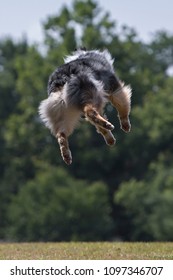 Australian Shepherd Dog Spinning And Jumping