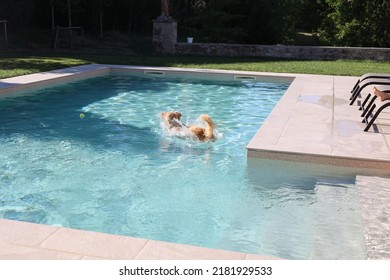 australian shepherd dog splashing  in swimmingpool after a jump