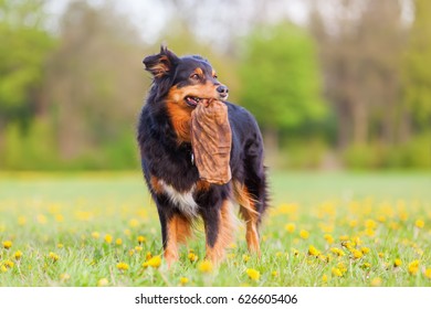 Australian Shepherd Dog Standing With A Treat Bag In The Snout On The Meadow